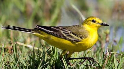 Sarı kuyruksallayan