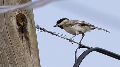 Akyanaklı baştankara