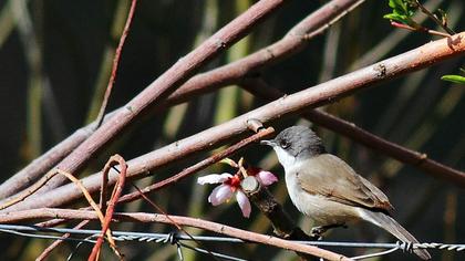 Küçük akgerdanlı ötleğen