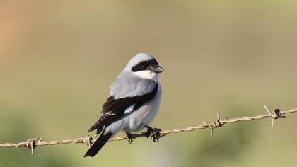 Karaalınlı örümcekkuşu