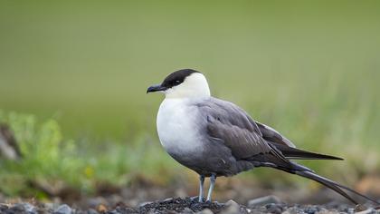 Uzunkuyruklu korsanmartı