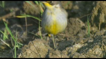 Sarı kuyruksallayan