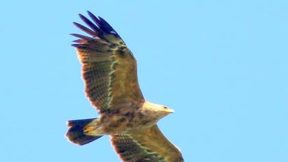 Küçük orman kartalı