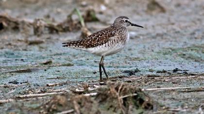 Orman düdükçünü