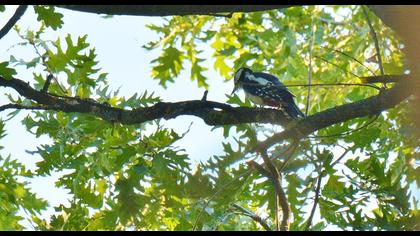 Orman alaca ağaçkakanı