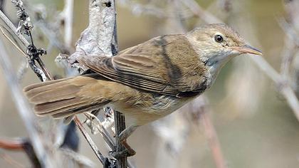 Büyük kamışçın