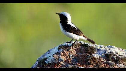 Aksırtlı kuyrukkakan
