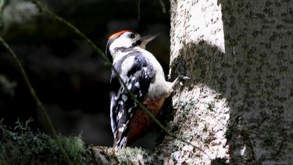 Orman alaca ağaçkakanı