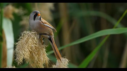 Bearded Reedling