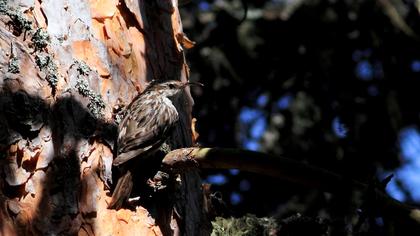 Orman tırmaşıkkuşu