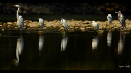 Büyük ak balıkçıl