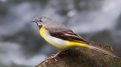 Dağ kuyruksallayanı