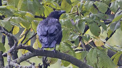 Avrupa leş kargası