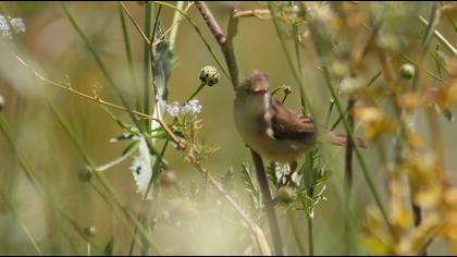 Doğu kamışçını