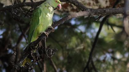 Yeşil papağan