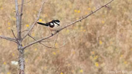 Maskeli örümcekkuşu