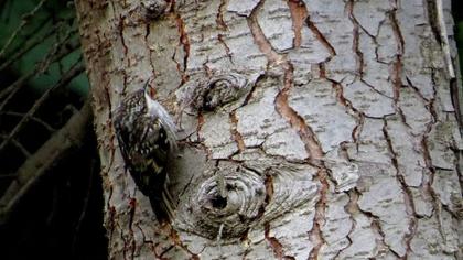 Bahçe tırmaşıkkuşu