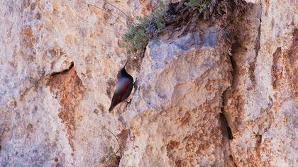 Duvar tırmaşıkkuşu