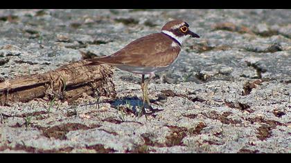 Halkalı küçük cılıbıt