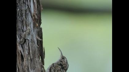Bahçe tırmaşıkkuşu