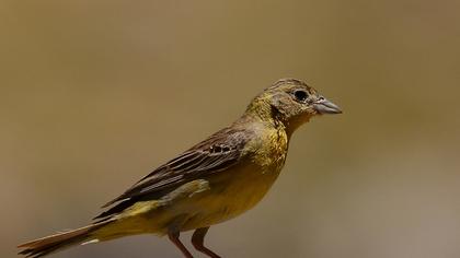 Karabaşlı kirazkuşu