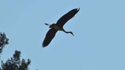 Erguvani balıkçıl