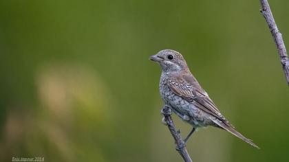 Kızılbaşlı örümcekkuşu