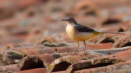 Dağ kuyruksallayanı
