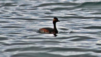 Karaboyunlu batağan