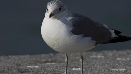 Küçük gümüş martı