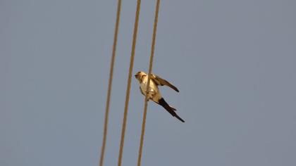 Kızıl kırlangıç