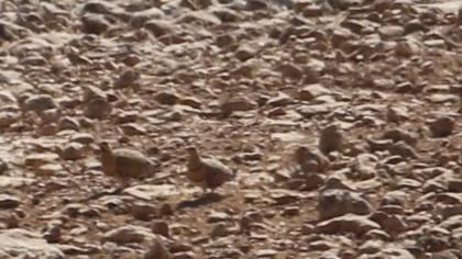 Kılkuyruk bağırtlak