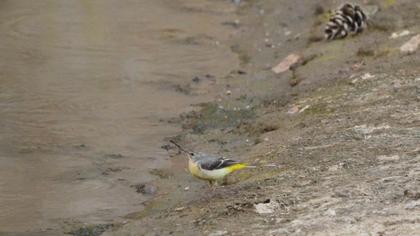 Dağ kuyruksallayanı