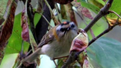Sürmeli çalıkuşu