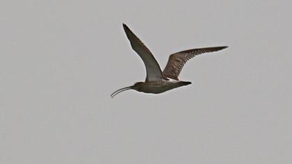 Eurasian Curlew