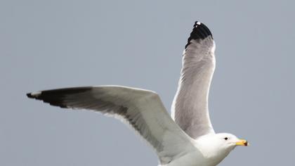 Van gölü martısı