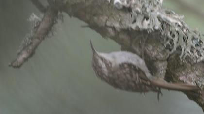 Orman tırmaşıkkuşu