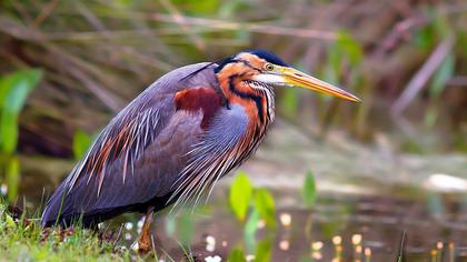 Erguvani balıkçıl