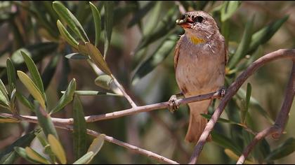 Sarıboğazlı serçe
