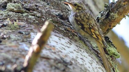 Orman tırmaşıkkuşu