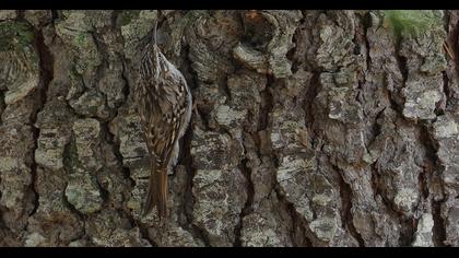 Bahçe tırmaşıkkuşu