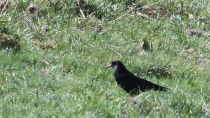 Kırmızıgagalı dağ kargası