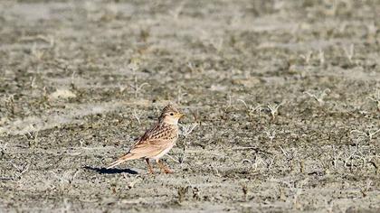 Türkistan çorak toygarı