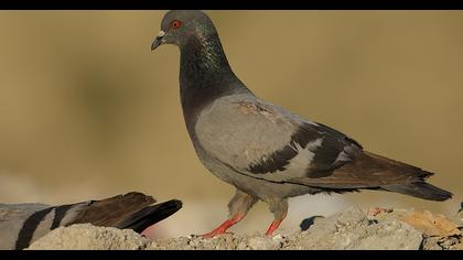 Kaya güvercini