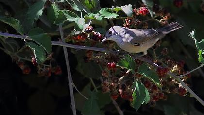 Pembegöğüslü ötleğen