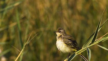 Sarı kuyruksallayan