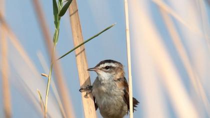 Bıyıklı kamışçın