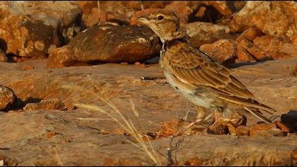 Küçük boğmaklı toygar