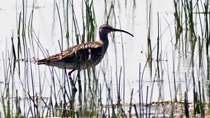 Sürmeli kervançulluğu