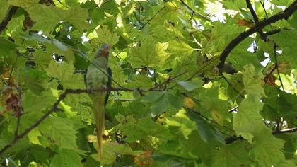 İskender papağanı